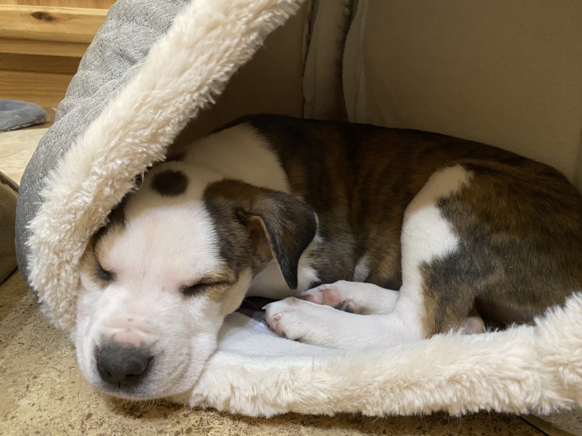 Reich Realty Proudly Gives Back! Reich Realty, LLC